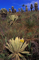 Frailejones plants flowering in paramo habitat {Espeletia pycnophylla} El Angel Reserve,