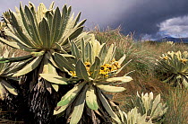 Frailejones plants in paramo habitat {Espeletia pycnophylla} El Angel Reserve, Ecuador