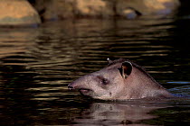 Brazilian tapir swimming {Tapirus terrestris} Lower Urubamba river, Amazonia, Peru