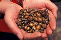 Dried pill bugs / Woodlice for medicinal use, Yunnan, China