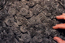Dried snakes for medicinal use, Yunnan, China