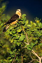 Yellow headed caracara {Milvago chimachima} perched, Cerrado habitat, Brazil