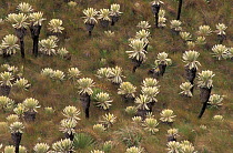 Frailejones plants in paramo habitat {Espeletia pycnophylla} El Angel Reserve, Ecuador