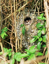 Long tailed tit in nest {Aethithalos caudatus} Bristol, UK