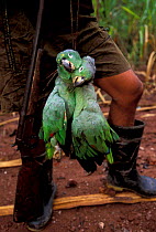Mealy amazon parrots {Amazonia farinosa} killed for food at clay lick on Urubamba river, Peru