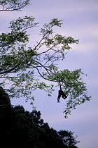 Long haired / White bellied spider monkey hanging in tree by tail {Ateles belzebuth} Manu NP,