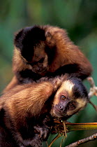 Large headed capuchins (Sapajus macrocephalus) grooming, Manu cloud forest, Peru