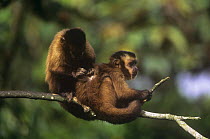 Large headed capuchins (Sapajus macrocephalus) grooming, Manu cloud forest, Peru