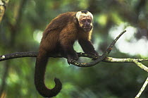 Large headed capuchin (Sapajus macrocephalus) resting on branch, Manu cloud forest, Peru