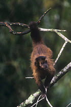 Large headed capuchin (Sapajus macrocephalus) in tree, Manu cloud forest, Peru