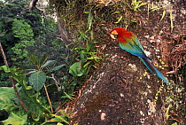 Green winged (red & green) macaw in rainforest {Ara chloroptera} Madre de Dios, Peru