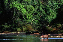Brazialian tapir wading into river {Tapirus terrestris} Urubamba river, Amazonia, Peru
