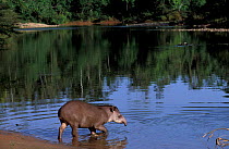 Brazialian tapir wading into river {Tapirus terrestris} Urubamba river, Amazonia, Peru