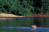 Brazialian tapir swimming {Tapirus terrestris} Urubamba river, Amazonia, Peru