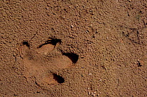 Brazialian tapir footprint {Tapirus terrestris} Lower Urubamba river, Amazonia, Peru