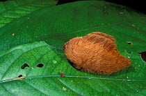 Flannel moth caterpillar with defensive hairs {Megalopygidae} causing irritation, Peru