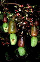 Cashew nut fruit on tree {Anacardium occidentale} Amazonia, Peru