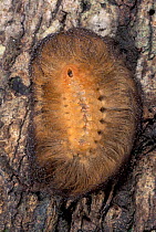 Underside of Flannel moth caterpillar with defensive hair covering {Megalopygidae} Peru