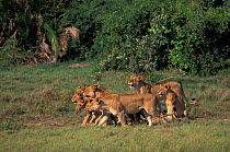 Pride of lions {Panthera leo} Okavango delta, Botswana