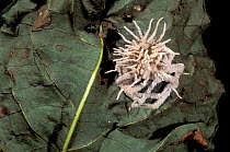 Cordyceps killer fungus attacking spider, Manu cloud forest, Peru