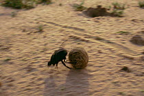 Dung beetle rolling dung ball {Scarabaeus sp} Okavango Delta, Botswana