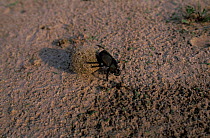 Dung beetle rolling dung ball {Scarabaeus sp} Okavango delta, Botswana
