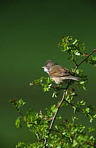 Male Whitethroat {Sylvia communis} on hawthorn, UK