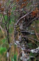 Golden ringed dragonfly {Cordulegaster boltonii} Scotland, UK