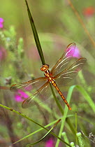 Female Keeled skimmer dragonfly {Orthetrum coerulescens} Surrey, UK