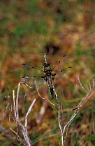 Four spotted libellula (chaser) male {Libellula quadrimaculata} Scotland, UK