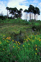 Bog asphodel {Narthecium ossifragum} in wetlands, Thursley common, Surrey, UK