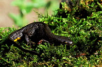 Great crested newt on land {Triturus cristatus carnifex} UK