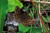 Dingy skipper butterfly {Erynnis tages} UK