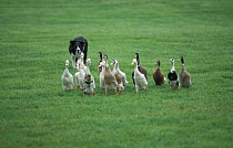 Sheepdog / Border collie shepherding Indian runner ducks in show ring, Wales, UK