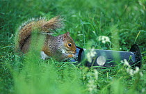 Grey squirrel with bird feeder pulled to ground {Sciurus carolinensis} Somerset, UK
