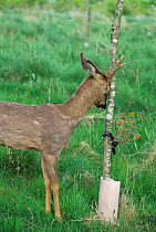 Roe deer buck rubbing head against sapling / fraying {Capreolus capreolus} Somerset, UK.