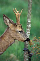 Roe deer buck browsing on sapling leaves {Capreolus capreolus} UK - tree damage
