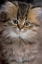 Persian kitten (golden cross) 6 week-old, Scotland, UK