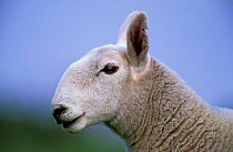 Cheviot sheep portrait, female, UK