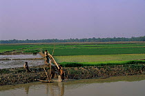 Manual irrigation system pumping water to rice paddy fields, Assam, India