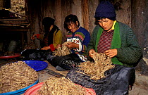 Women sorting Daphne tree bark into black and white for paper making. Jungshi paper factory,