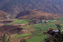 Punakha valley with terraced fields, central Bhutan