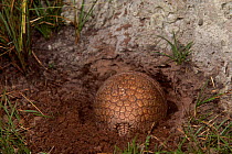 Brazilian three banded armadillo rolled in ball {Tolypeutes tricinctus} Cerrado, Brazil, South America