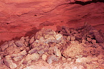 Southern tamandua midden, corner of cave used for defecation, Cerrado, Brazil