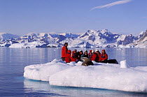 Tourists watch Crabeater seal {Lobodon carcinophagus} Antarctica