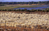 Sisal fibres drying on lines, Berenty Reserve, Madagascar