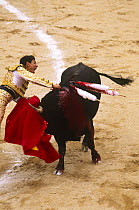 Bull fight Quito Festival, 6th December, Ecuador