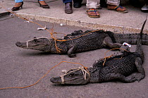 Spectacled caiman for sale {Caiman crocodilus} Illegal trade, Ecuador
