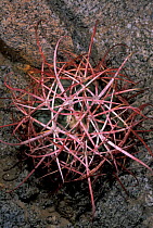 Arizona / Fishhook barrel cactus {Ferocactus wislezenii} Anza Borrego NP, California, USA