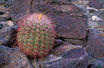 Arizona / Fishhook barrel cactus {Ferocactus wislezenii} Anza Borrego NP, California, US